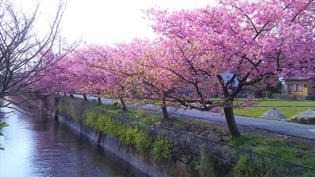 龍巌淵の桜並木［令和2年(2020年)2月下旬］