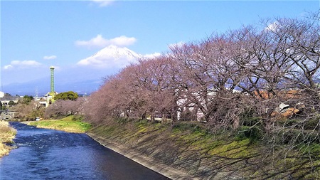 龍巌淵の桜並木［令和2年(2020年)2月下旬］