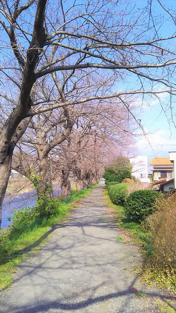 龍巌淵の桜並木［令和2年(2020年)2月下旬］