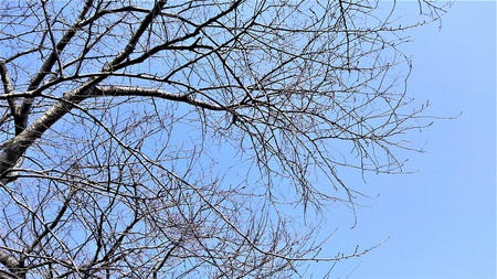 龍巌淵の桜並木［令和2年(2020年)2月下旬］