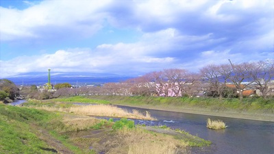 龍巌淵の桜［令和2年(2020年)3月15日］