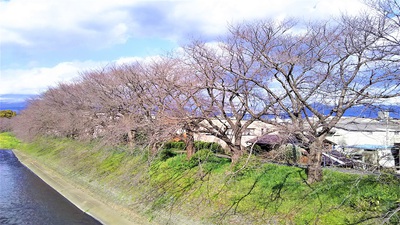 龍巌淵の桜［令和2年(2020年)3月15日］