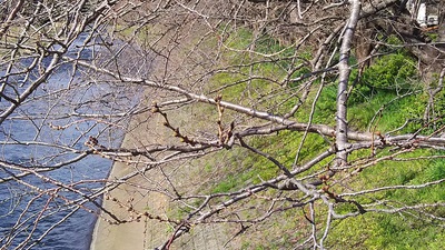 龍巌淵の桜［令和2年(2020年)3月15日］