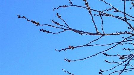 龍巌淵の桜［令和2年(2020年)3月15日］