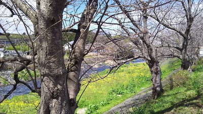龍巌淵の桜［令和2年(2020年)3月16日］