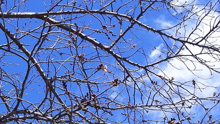 龍巌淵の桜［令和2年(2020年)3月16日］