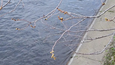 龍巌淵の桜［令和2年(2020年)3月17日］