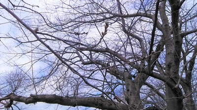 龍巌淵の桜［令和2年(2020年)3月17日］