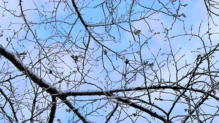 龍巌淵の桜［令和2年(2020年)3月17日］