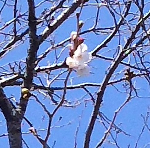 龍巌淵の桜［令和2年(2020年)3月18日］