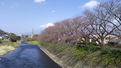 龍巌淵の桜［令和2年(2020年)3月19日］