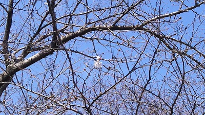 龍巌淵の桜［令和2年(2020年)3月19日］