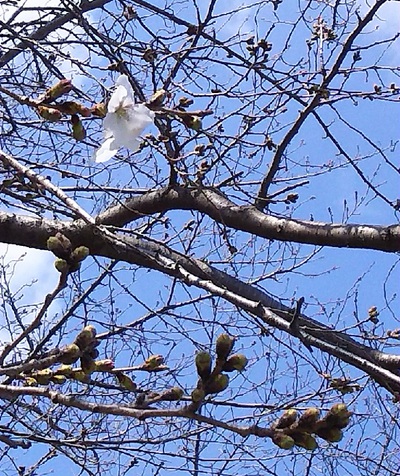 龍巌淵の桜［令和2年(2020年)3月19日］