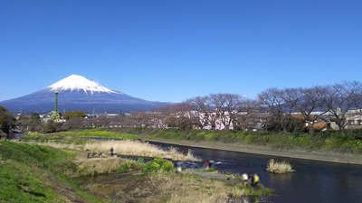 龍巌淵の桜［令和2年(2020年)3月20日］