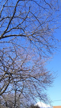 龍巌淵の桜［令和2年(2020年)3月20日］