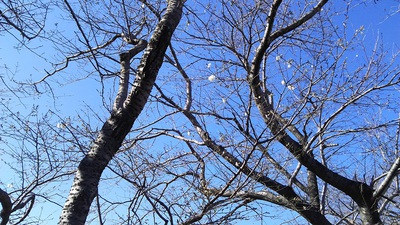 龍巌淵の桜［令和2年(2020年)3月20日］