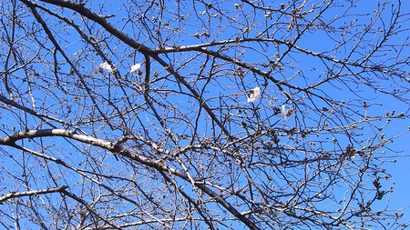 龍巌淵の桜［令和2年(2020年)3月20日］