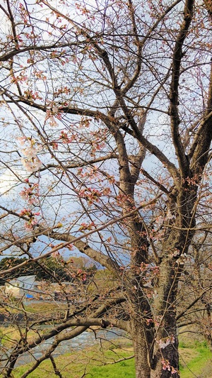 龍巌淵の桜[令和4年(2022年)3月20日]