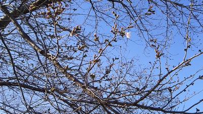 龍巌淵の桜［令和2年(2020年)3月21日］
