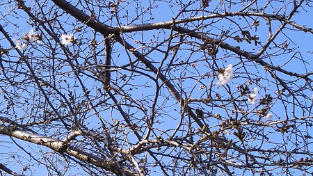 龍巌淵の桜［令和2年(2020年)3月21日］