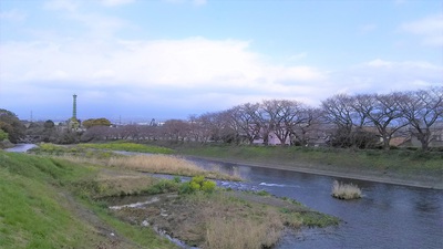 龍巌淵の桜［令和2年(2020年)3月23日］