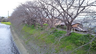 龍巌淵の桜［令和2年(2020年)3月23日］