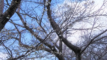 龍巌淵の桜［令和2年(2020年)3月23日］