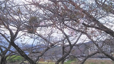 龍巌淵の桜［令和2年(2020年)3月23日］