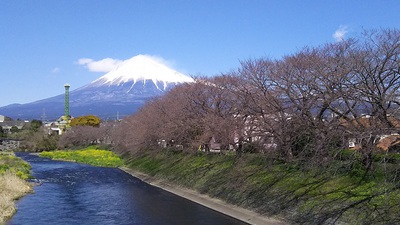 龍巌淵の桜［令和2年(2020年)3月24日］