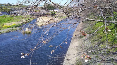 龍巌淵の桜［令和2年(2020年)3月24日］