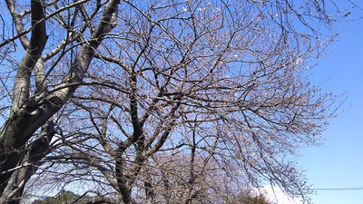 龍巌淵の桜［令和2年(2020年)3月24日］