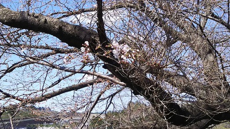 龍巌淵の桜［令和2年(2020年)3月24日］