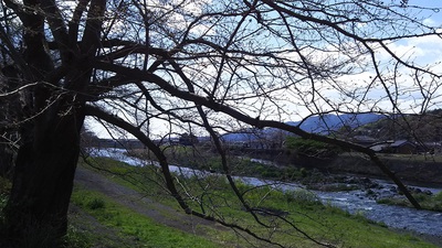 龍巌淵の桜［令和2年(2020年)3月24日］