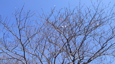 龍巌淵の桜［令和2年(2020年)3月25日］