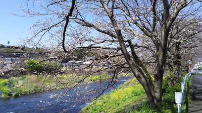 龍巌淵の桜［令和2年(2020年)3月25日］