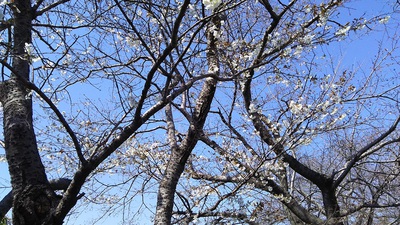 龍巌淵の桜［令和2年(2020年)3月25日］