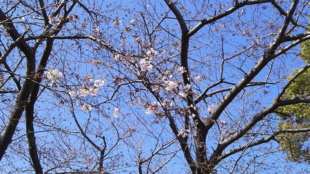龍巌淵の桜［令和2年(2020年)3月25日］
