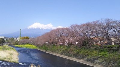 龍巌淵の桜［令和2年(2020年)3月26日］