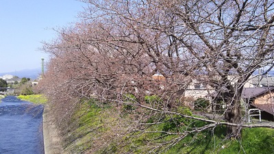 龍巌淵の桜［令和2年(2020年)3月26日］