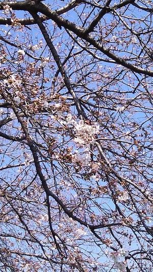 龍巌淵の桜［令和2年(2020年)3月26日］