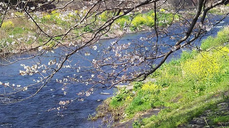 龍巌淵の桜［令和2年(2020年)3月26日］
