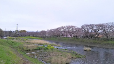 龍巌淵の桜［令和2年(2020年)3月28日］