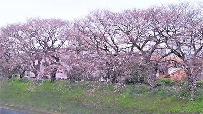 龍巌淵の桜［令和2年(2020年)3月28日］
