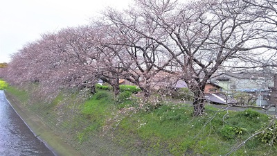 龍巌淵の桜［令和2年(2020年)3月28日］