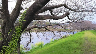 龍巌淵の桜［令和2年(2020年)3月28日］