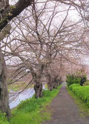 龍巌淵の桜［令和2年(2020年)3月28日］