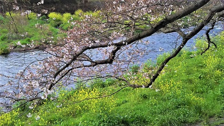 龍巌淵の桜［令和2年(2020年)3月28日］