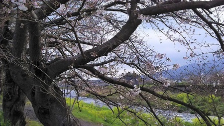 龍巌淵の桜［令和2年(2020年)3月28日］