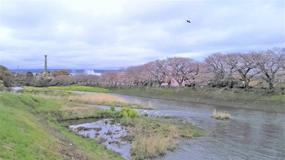 龍巌淵の桜［令和2年(2020年)3月29日］
