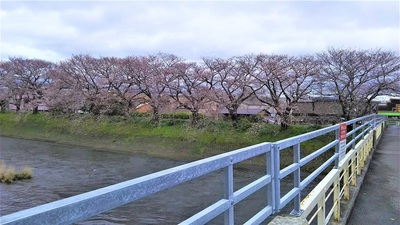 龍巌淵の桜［令和2年(2020年)3月29日］